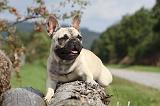 BOULEDOGUE FRANCAIS 675